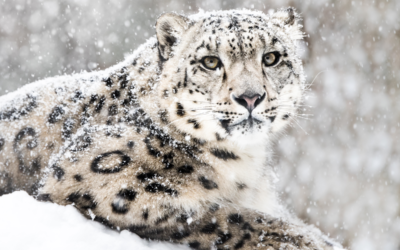 🐆 Schneeleoparden in Pakistan erstmals landesweit gezählt