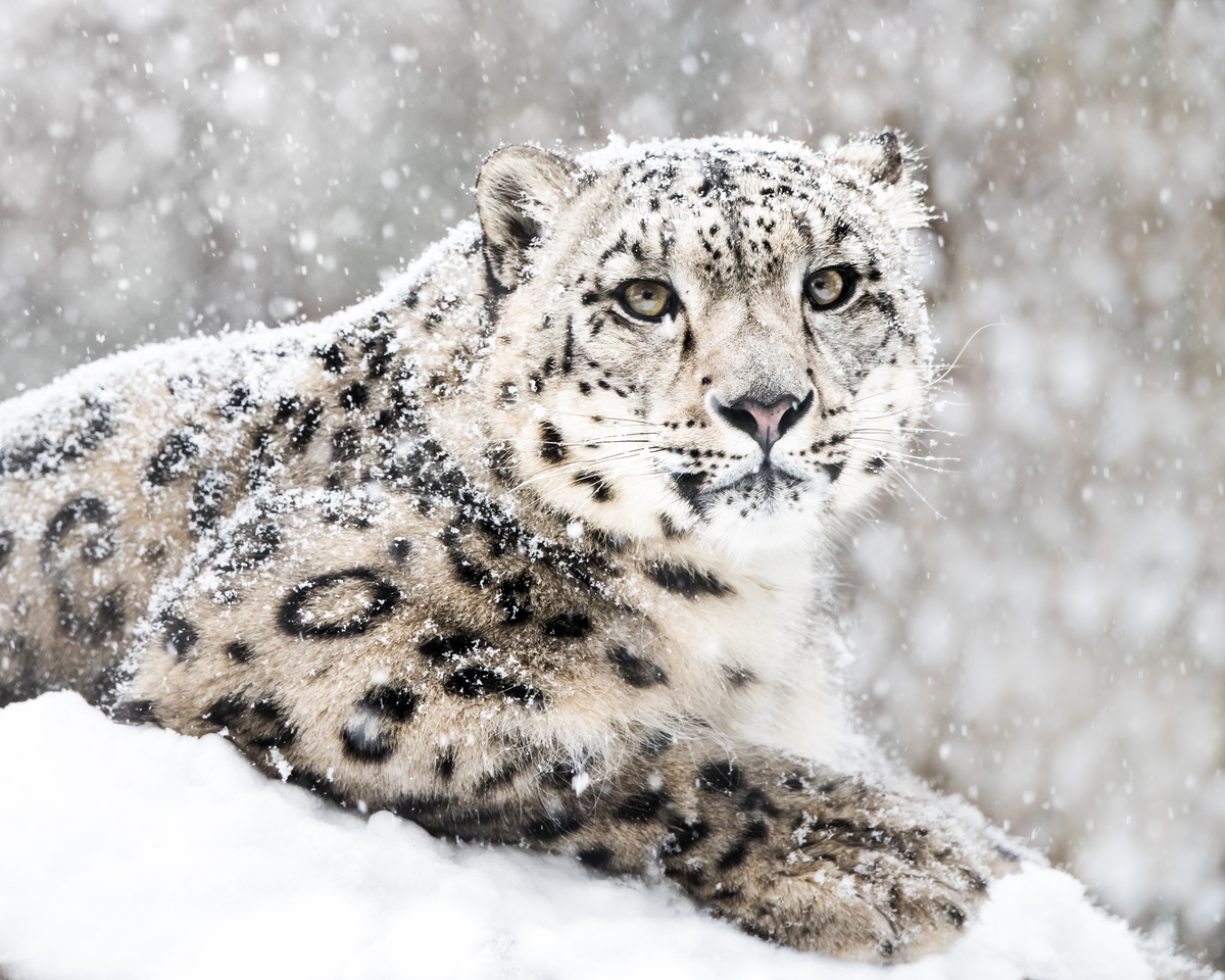 Schneeleopard im Schnee - Wildtiere Schneeleopard im Schnee - Wildtiere