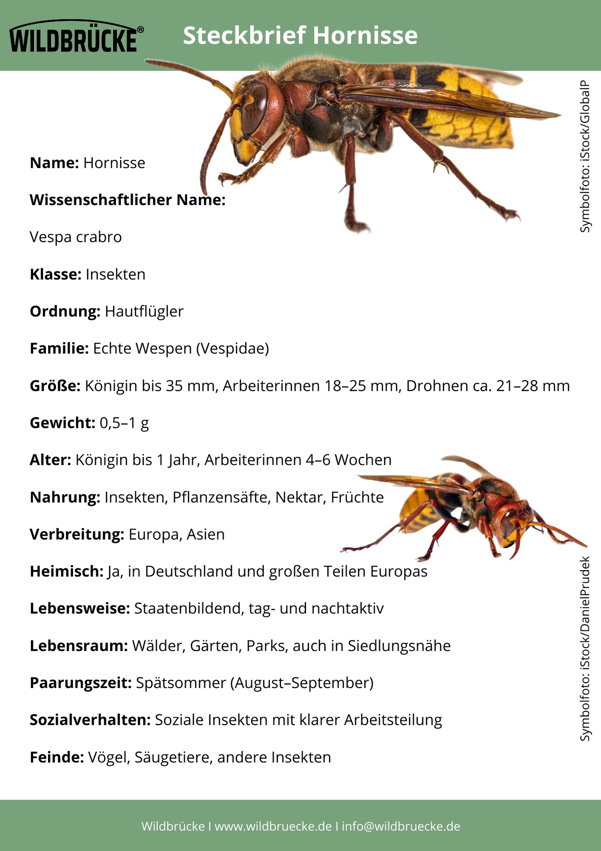 Steckbrief Hornisse - Insekten in Europa