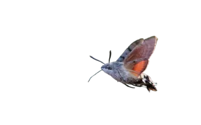 Taubenschwänzchen