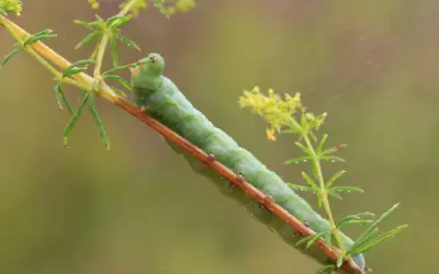 Taubenschwänzchen Raupen
