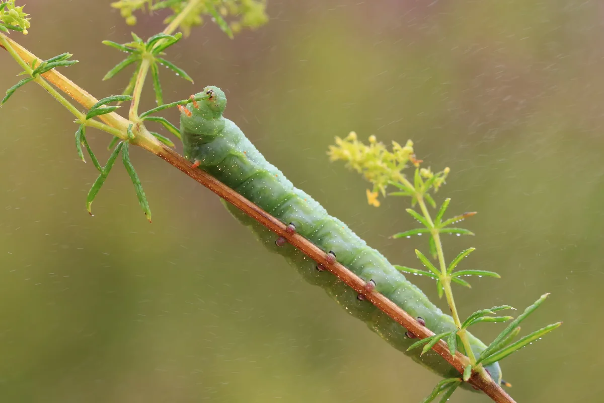 Taubenschwänzchen Raupen - Insekten in Europa