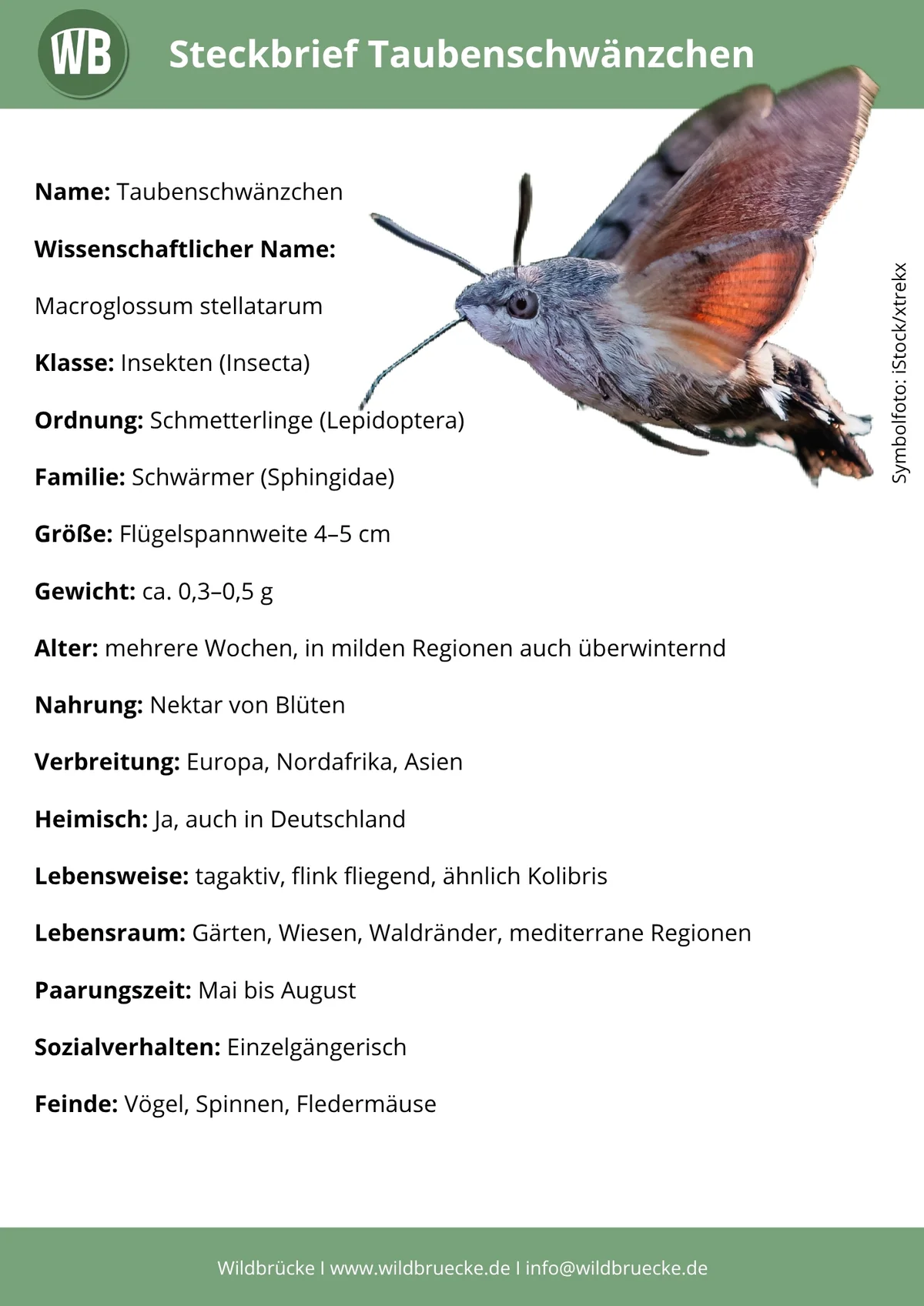 Taubenschwänzchen Steckbrief - Insekten in Europa