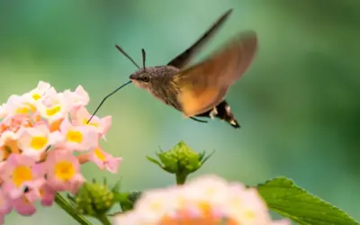 🦋 Taubenschwänzchen Stich