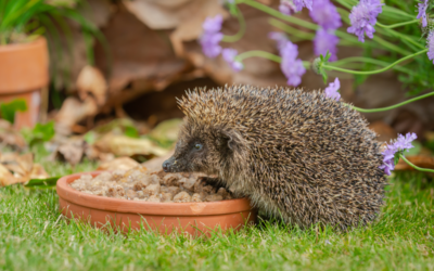 🦔 Was fressen Igel – Igel Gewicht Tabelle