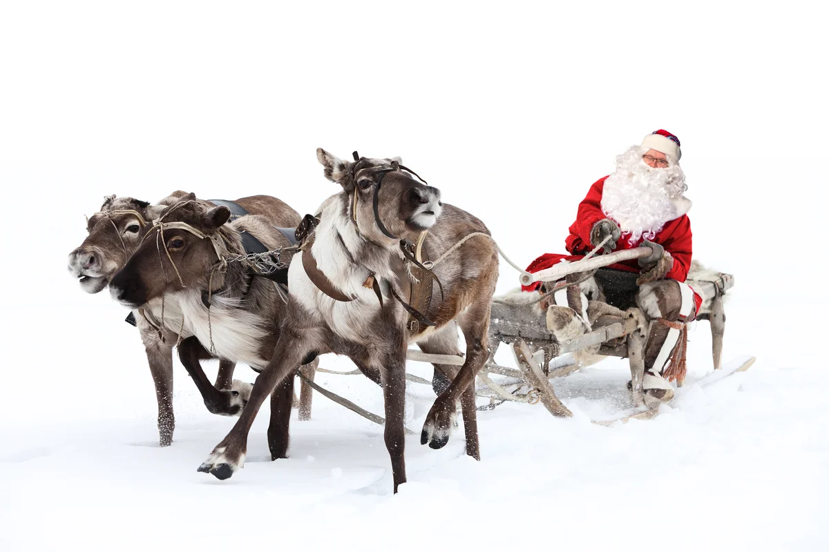 Weihnachten Rentier - Wildtiere in Europa