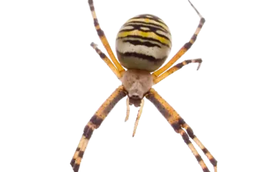 Wespenspinne