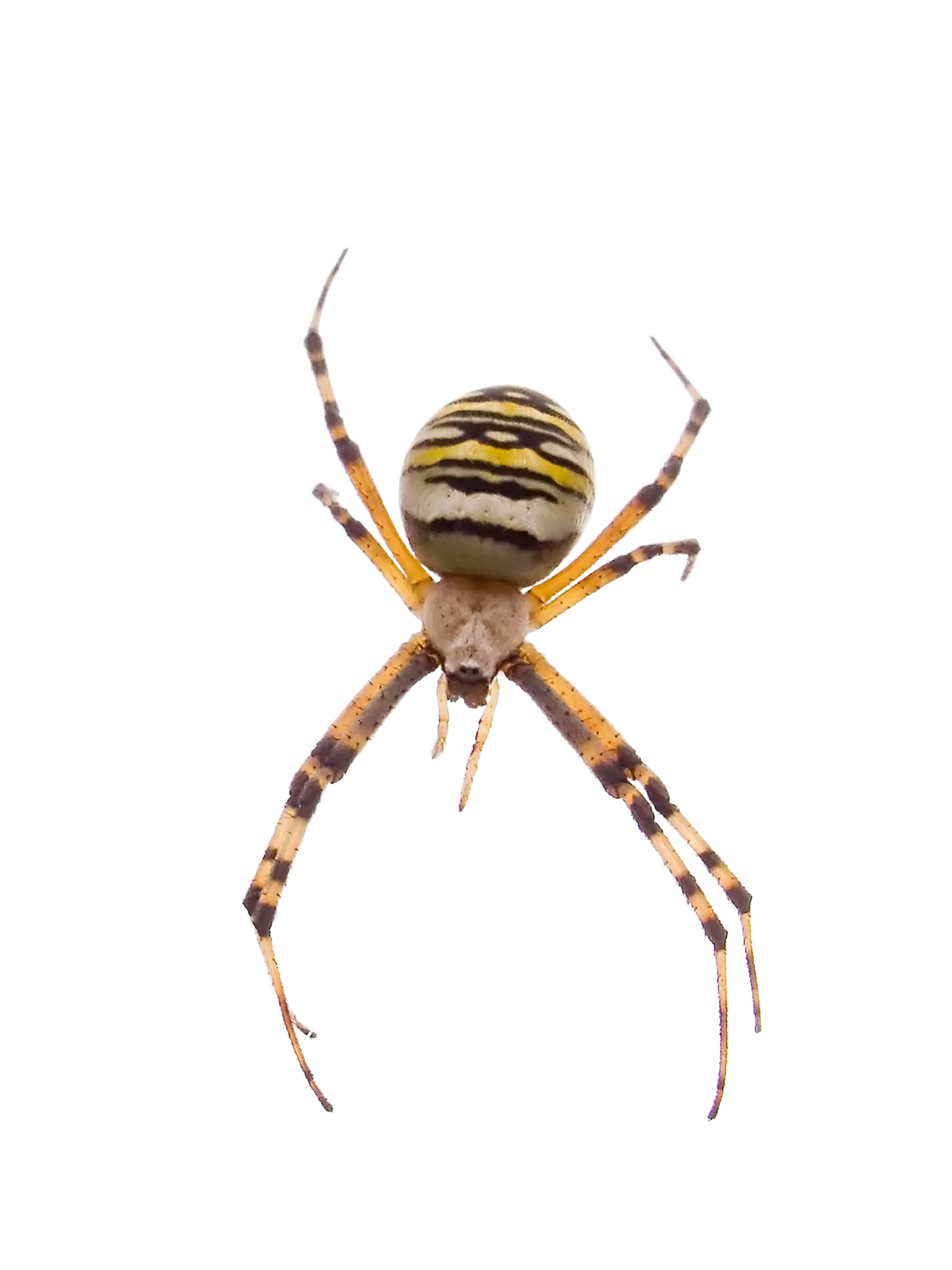 Wespenspinne - Insekten in Europa