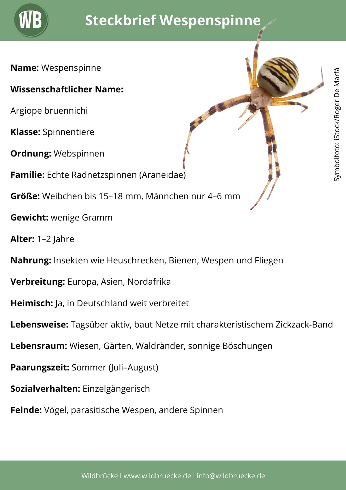 Wespenspinne Steckbrief - Insekten in Europa