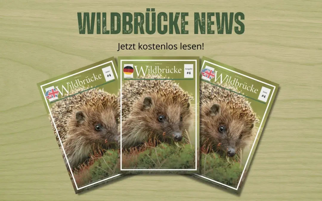 Wildbrücke News #4 – Igel, Elch Emil, Koala & Goldschakal