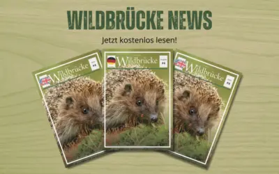 Wildbrücke News #4 – Igel, Elch Emil, Koala & Goldschakal
