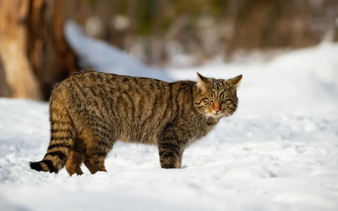 🐱 Die Wildkatze im Steckbrief