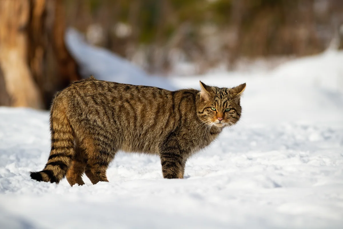 Wildkatze Steckbrief - Wildtiere in Europa