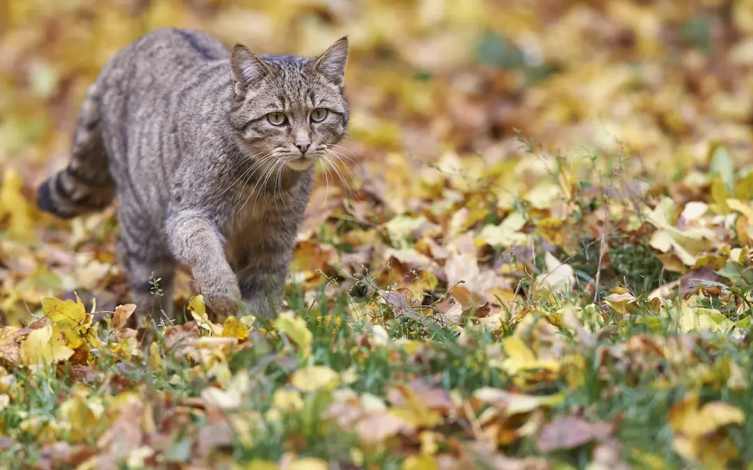 🐱 Wildkatze in Deutschland – Wildtiere in Europa richtig erkennen