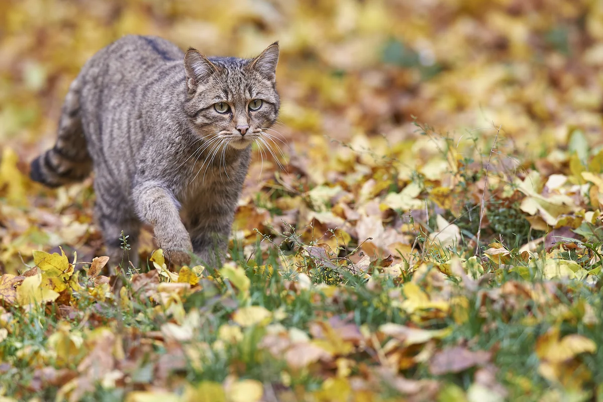 Wildkatze in Deutschland - Wildtiere in Europa
