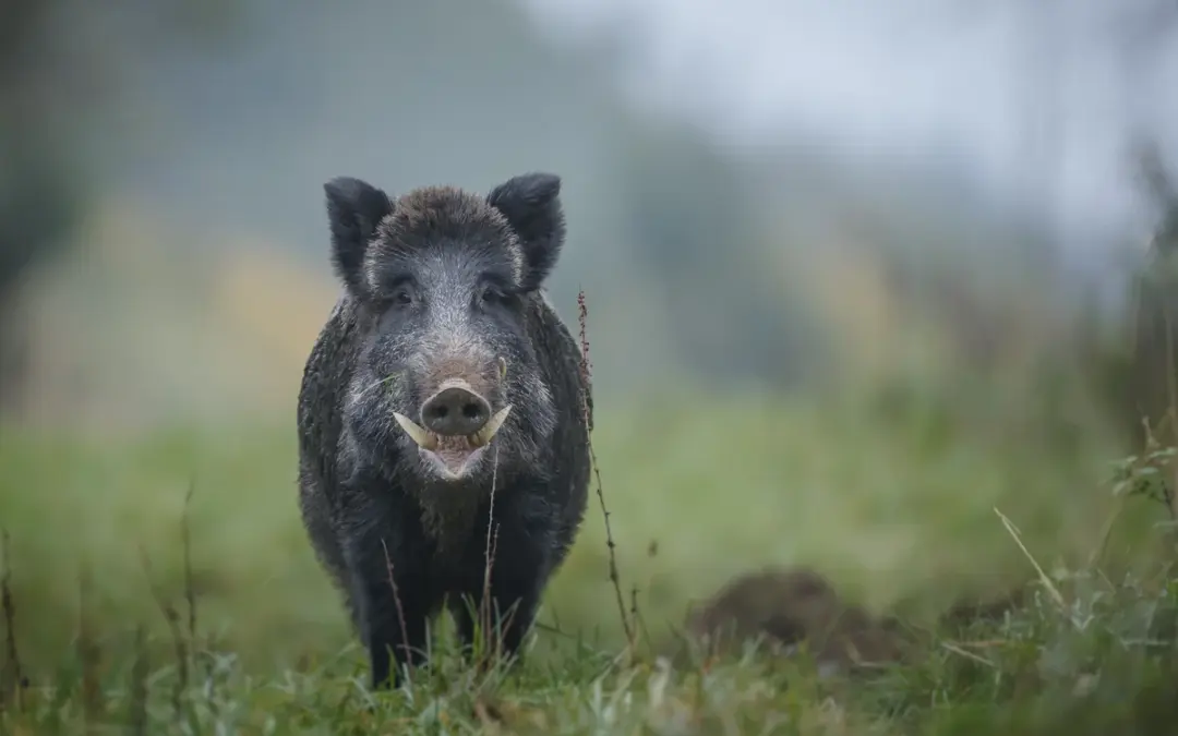 🐗 Ist ein Wildschwein gefährlich? – Das steckt dahinter!