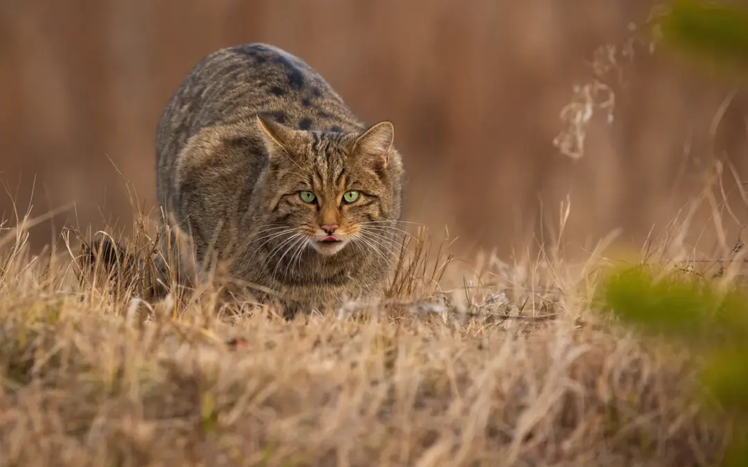 🐾 Wildkatze erkennen – Wildtiere in Europa sicher unterscheiden