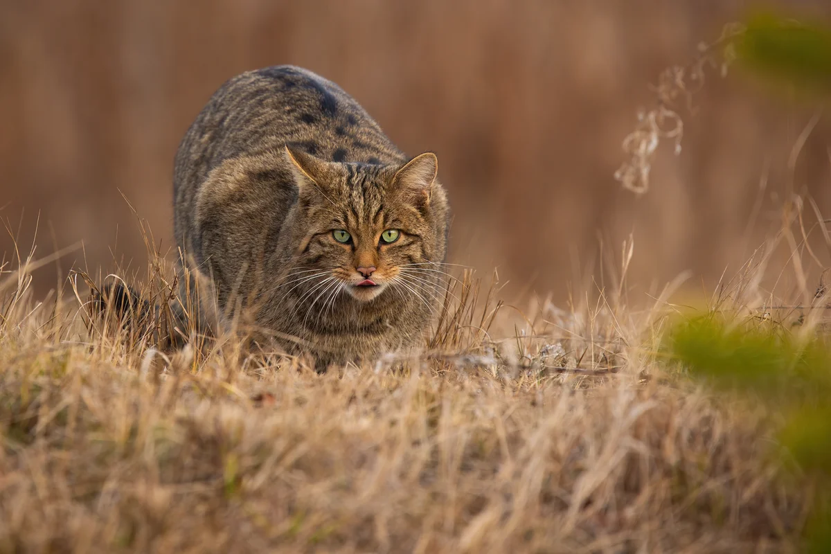 Wildkatzen erkennen - Wildtiere in Europa
