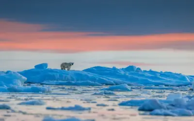 🐾 Wo lebt der Eisbär?