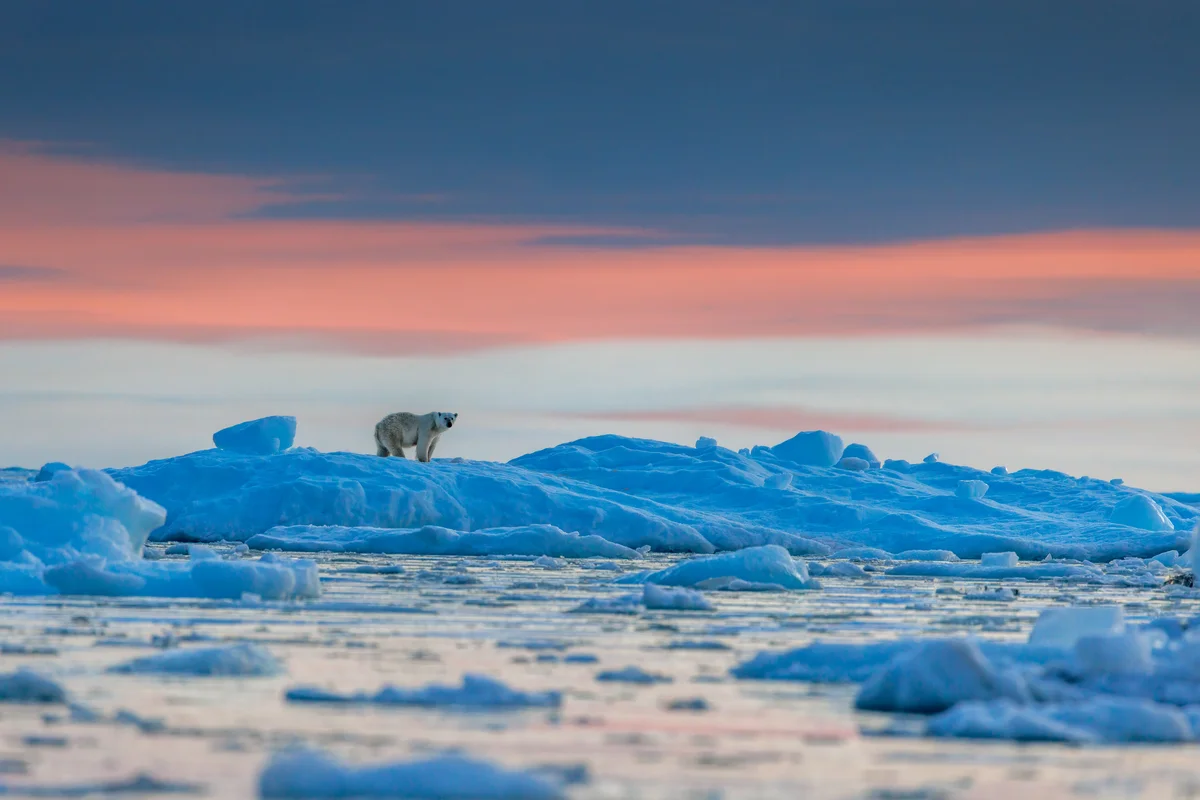 Wo lebt der Eisbär - Wildtiere in Europa