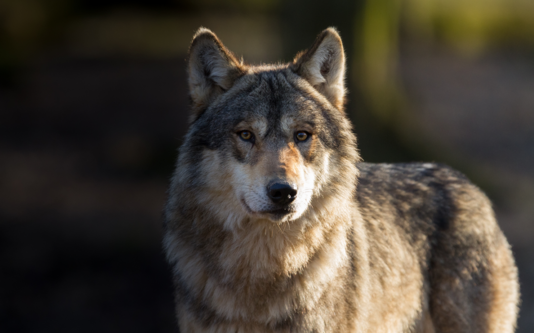 🐺 Mutmaßlicher Wolf-Angriff am Strand von Griechenland