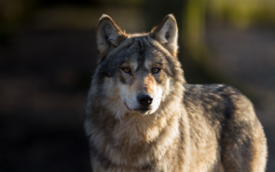 🐺 Mutmaßlicher Wolf-Angriff am Strand von Griechenland