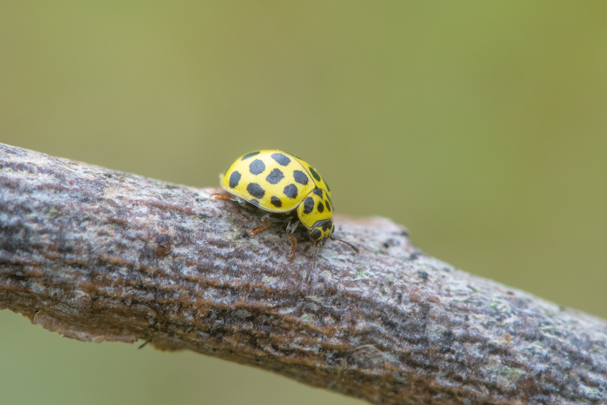 Zweiundzwanzigpunkt Marienkäfer - Insekten in Europa Zweiundzwanzigpunkt Marienkäfer - Insekten in Europa
