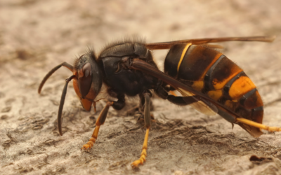 🐝 Asiatische Hornisse Vespa velutina