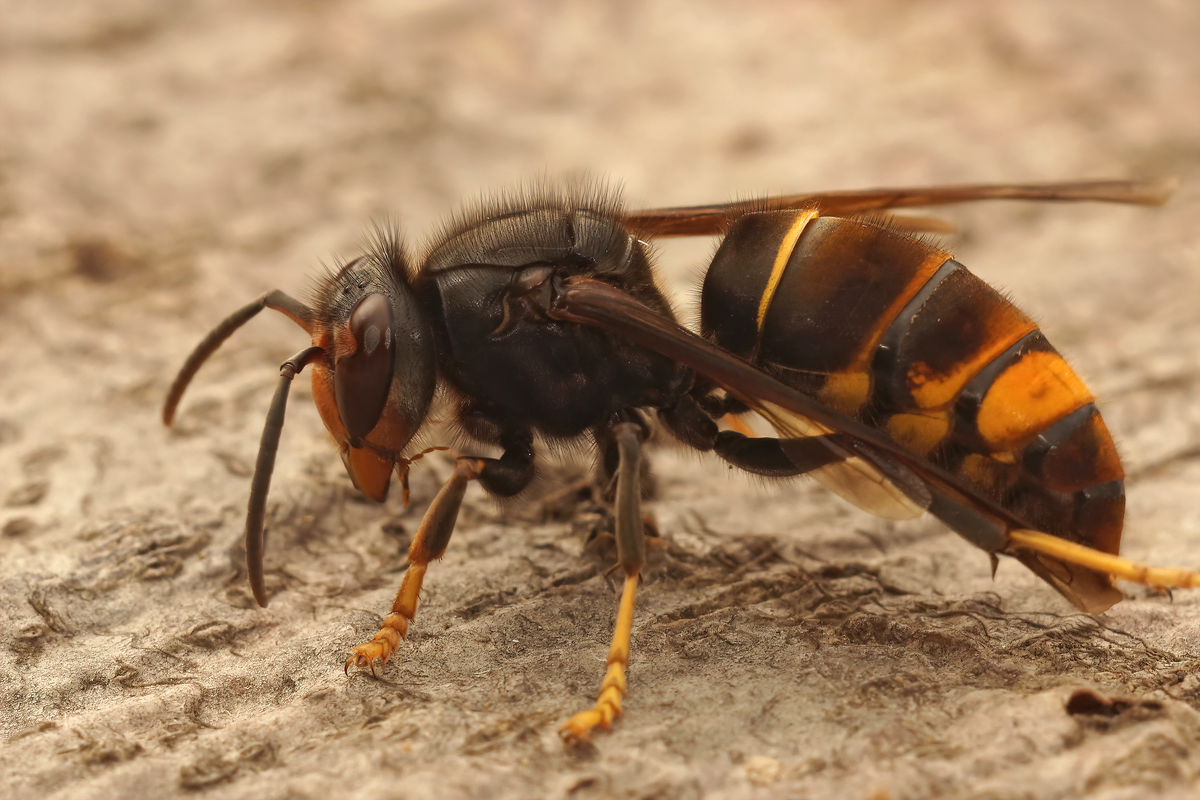 asiatische hornisse vespa velutina - Insekten in Europa