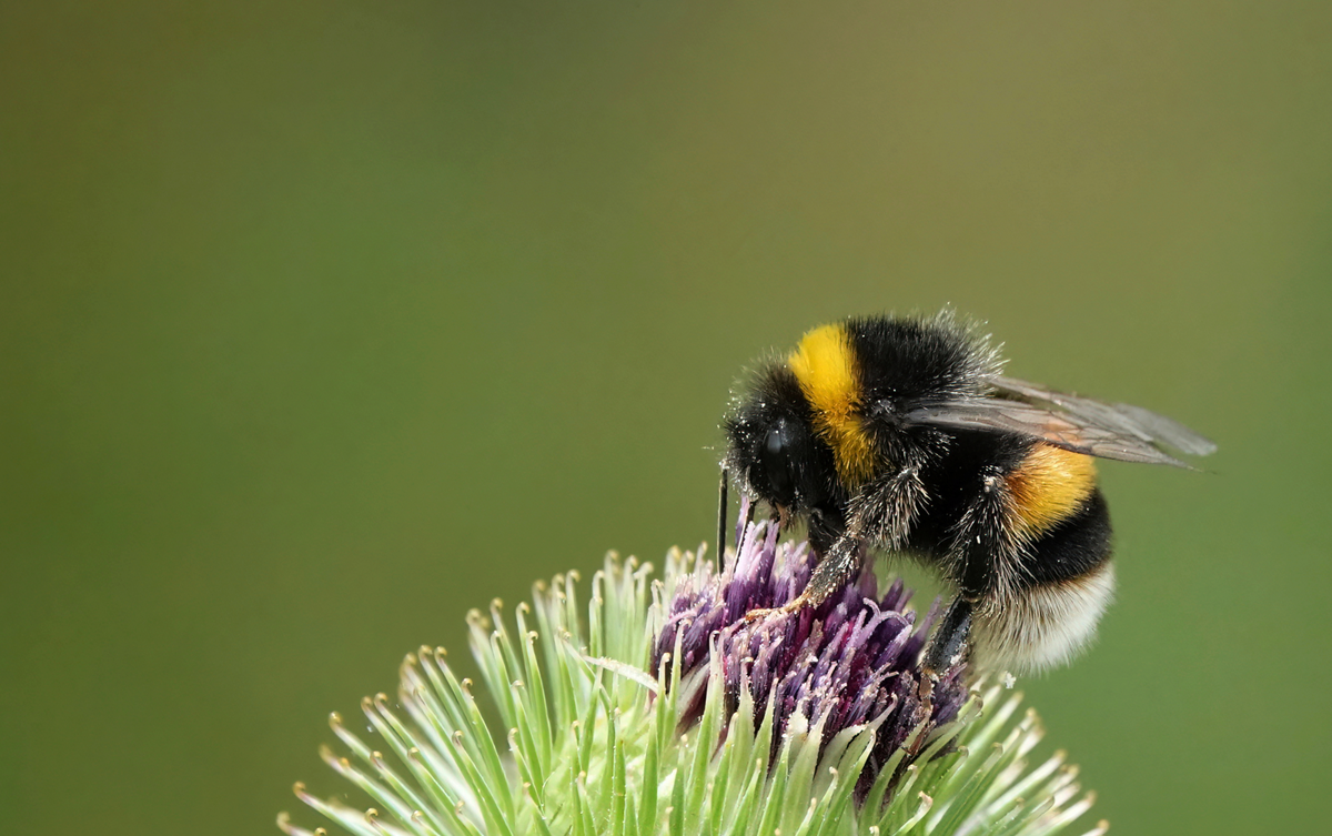beißen oder stechen Hummel - Insekten in Europa