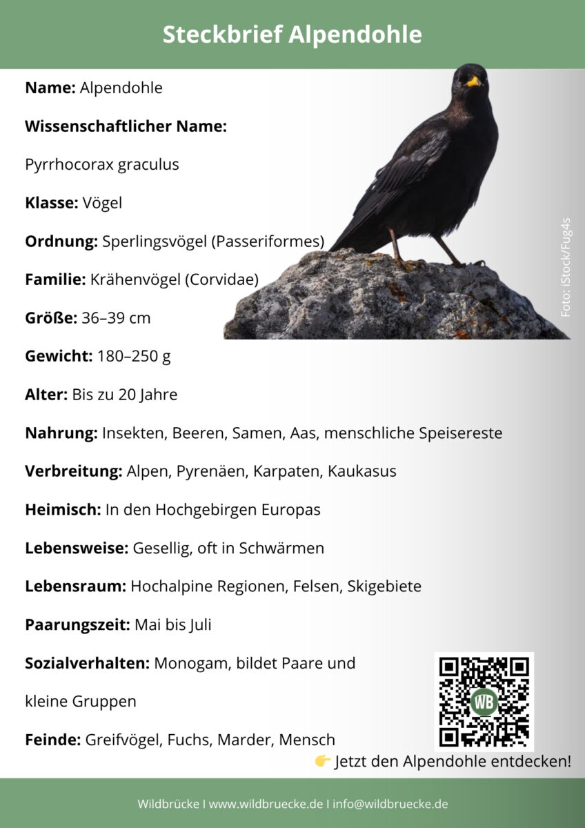 Alpendohle Steckbrief