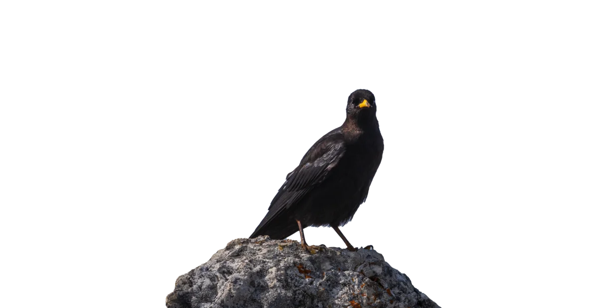 Alpendohle - Vögel in Europa