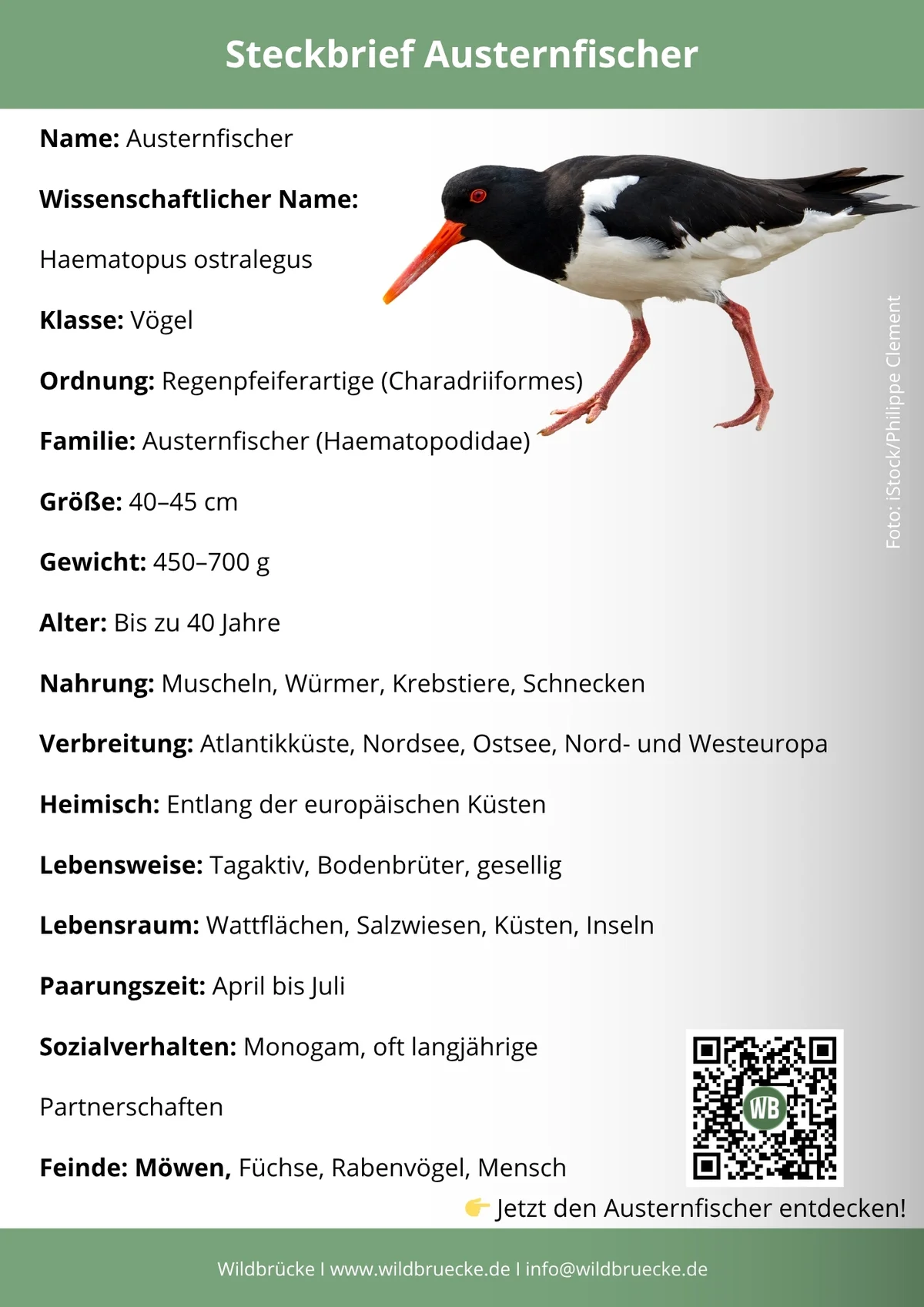 Austernfischer Steckbrief DE - Vögel in Europa