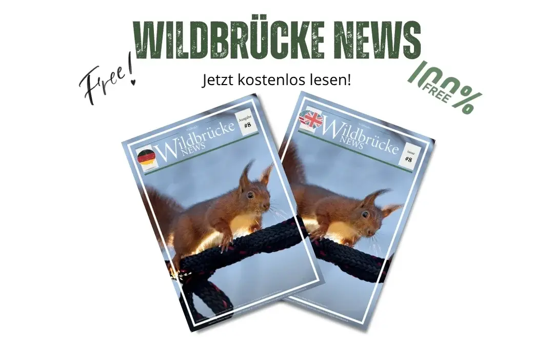 Rebhuhn, Elche und Eichhörnchen – Wildbrücke News #8