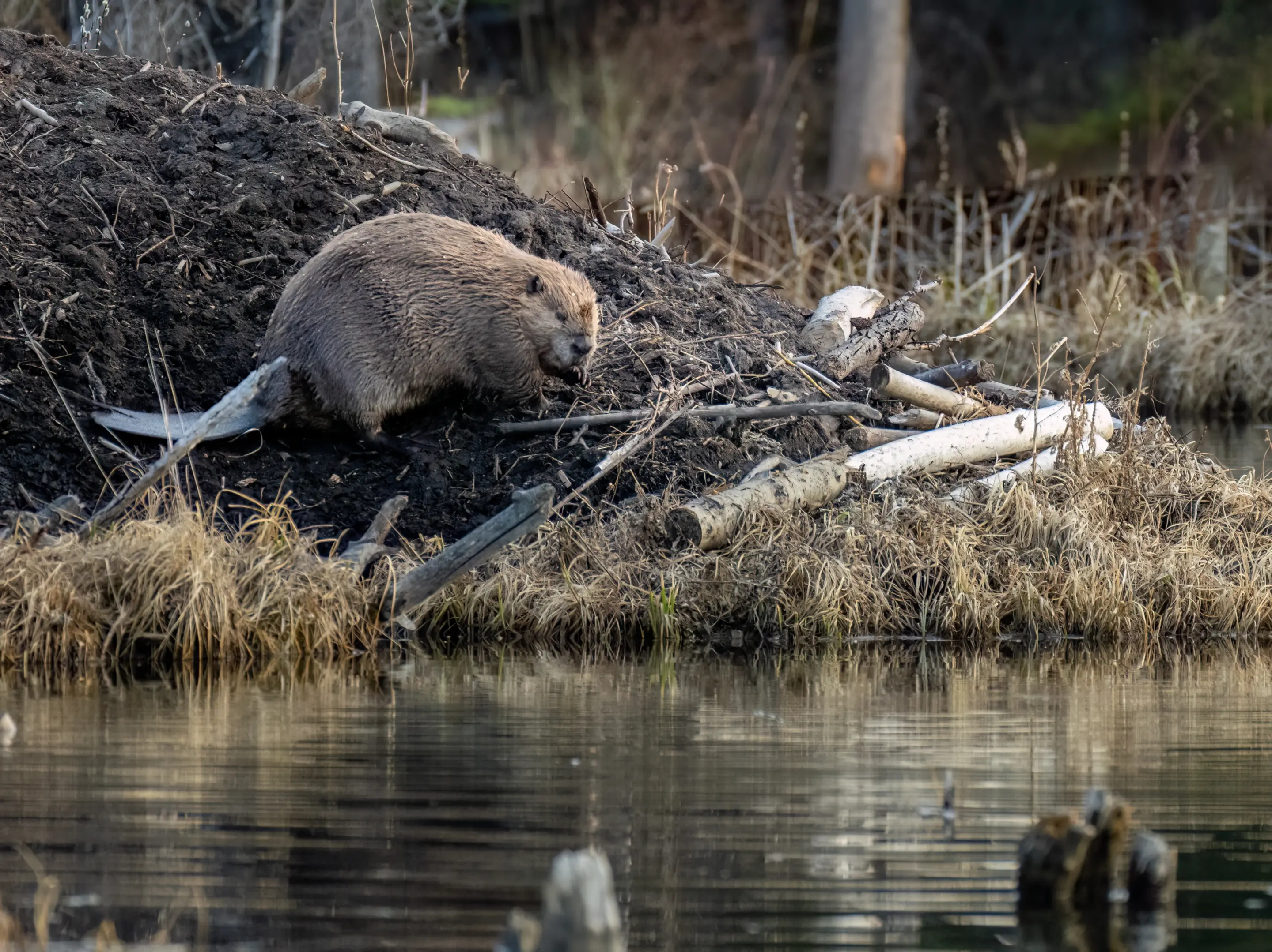 Biber - Wildtiere in Europa (1)
