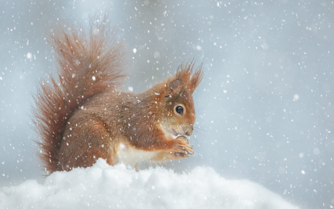 🐿️ Eichhörnchen Besonderheiten