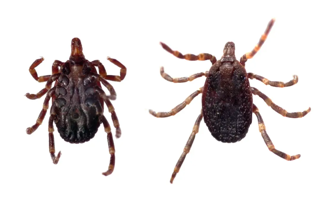🦠 Krim-Kongo-Virus in Europa – Welche Rolle spielen Wildtiere und Hyalomma-Zecken?