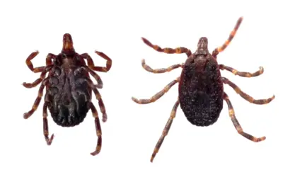 🦠 Krim-Kongo-Virus in Europa – Welche Rolle spielen Wildtiere und Hyalomma-Zecken?
