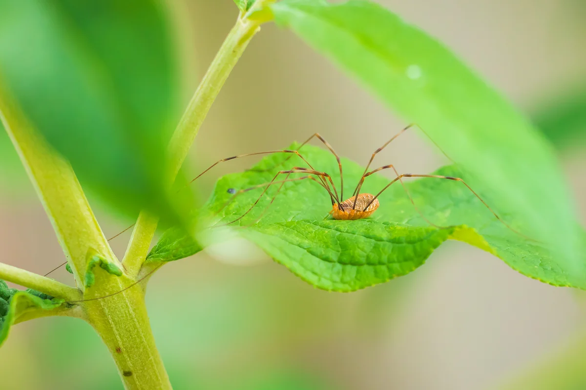 Ist der Weberknecht giftig - Spinnen in Europa