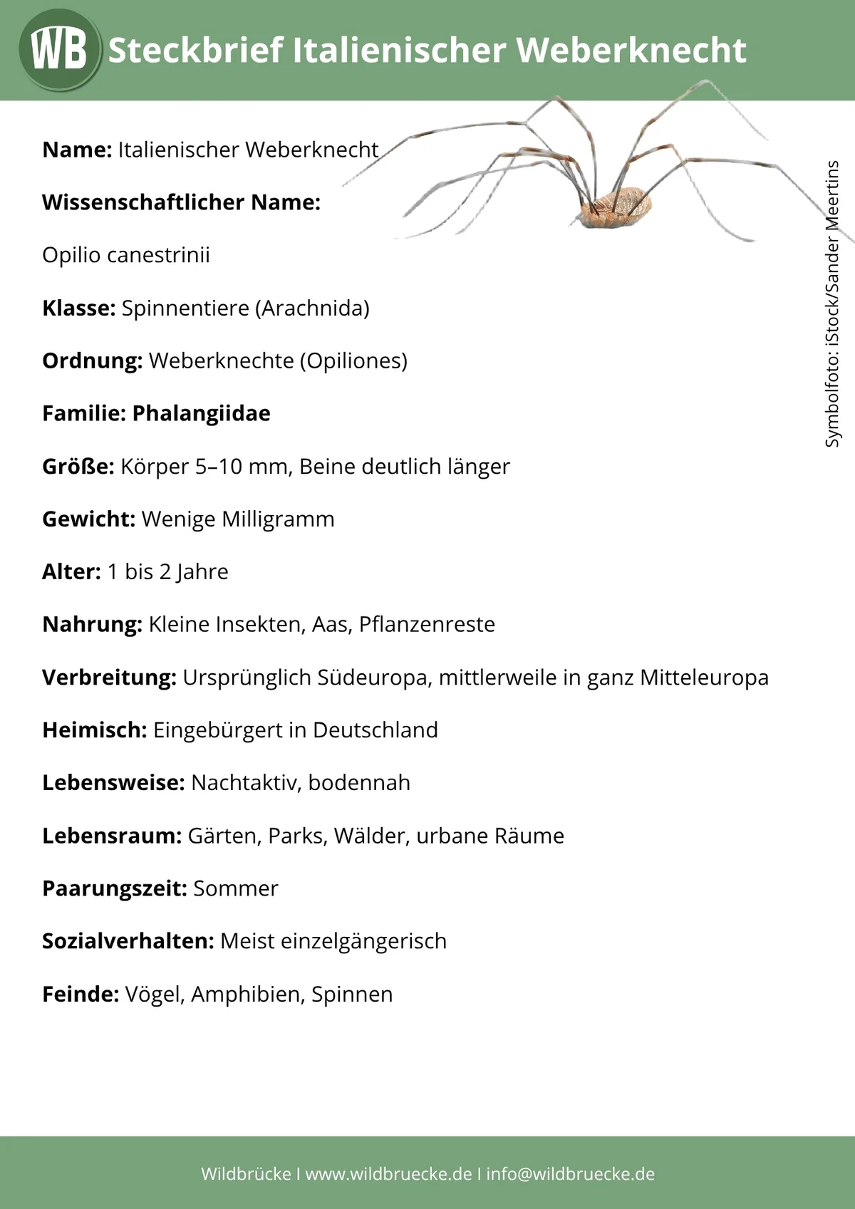 Italienischer Weberknecht Steckbrief - Spinnen in Europa