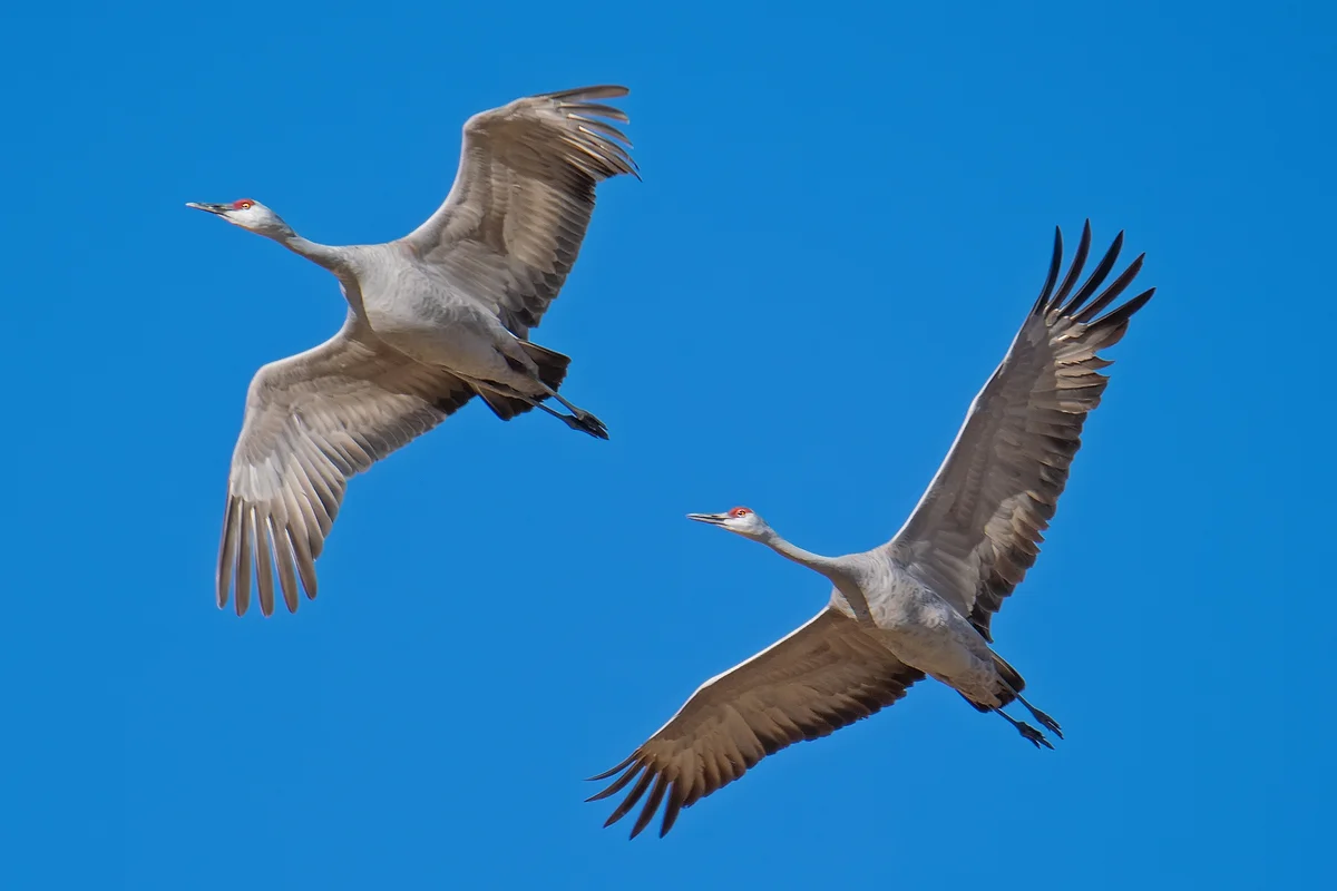 Kranich Zug - Vögel in Europa