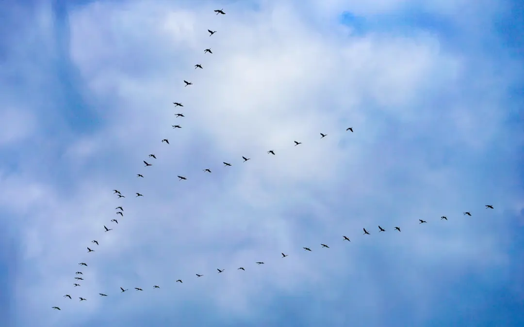 🕊️ Kranichzug hat begonnen – Vogelgrippe breitet sich rasant aus