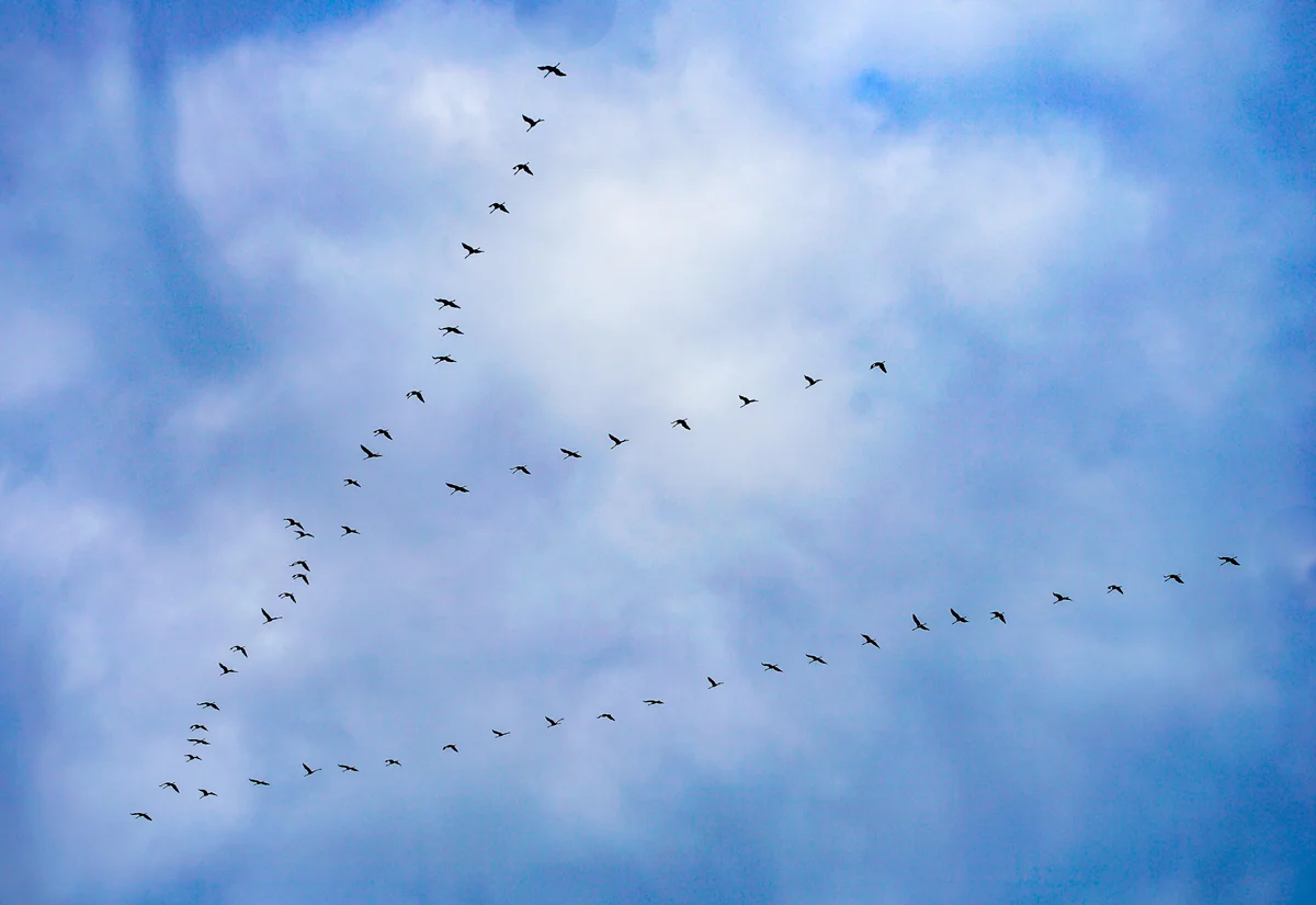 Kranich Zug und Vogelgrippe - Vögel in Europa