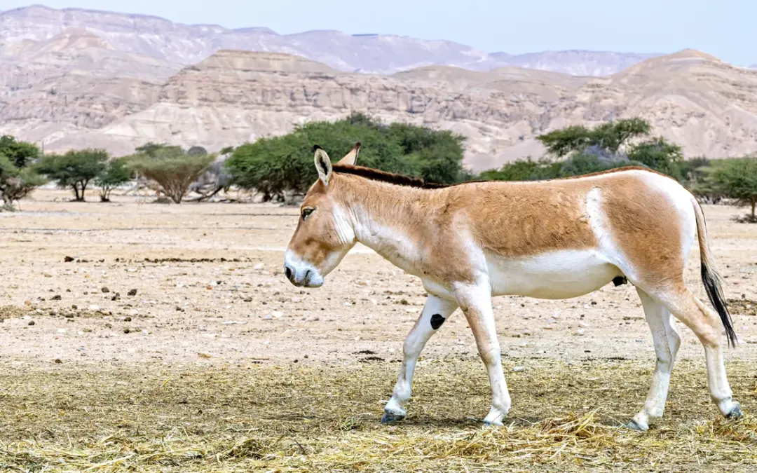 🐴 Esel-Auswilderung in Kasachstan: Kulan kehrt in die Steppe zurück