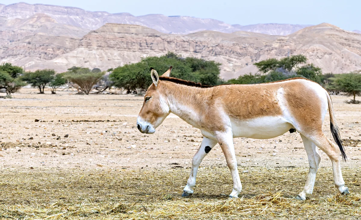 Kulan Asiatische Esel Equus hemionus in der Steppe
