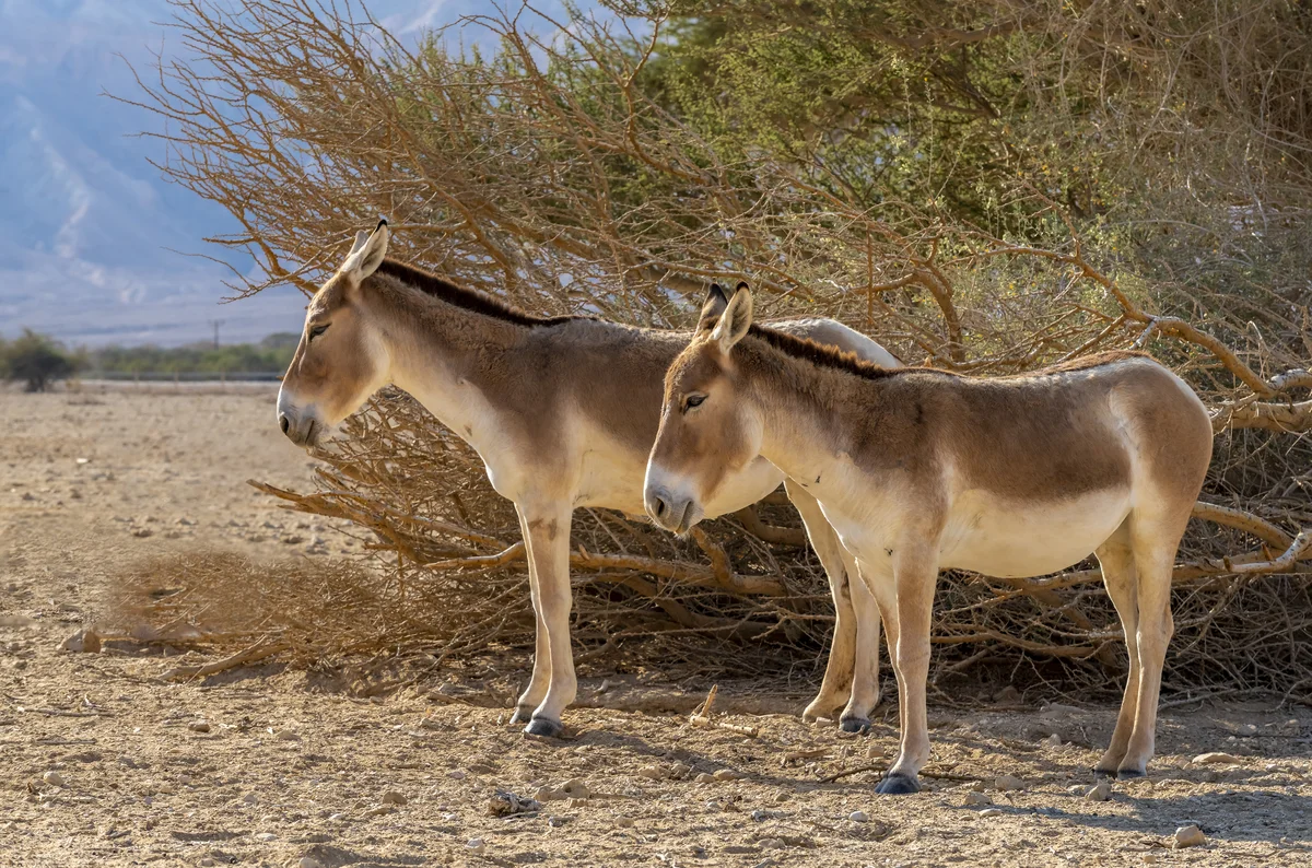 Kulane Asiatische Esel Equus hemionus in der Steppe