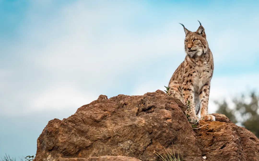 🐾 Luchskatze Elisabeth in Baden-Württemberg ausgewildert – Ein wichtiger Schritt für den Artenschutz