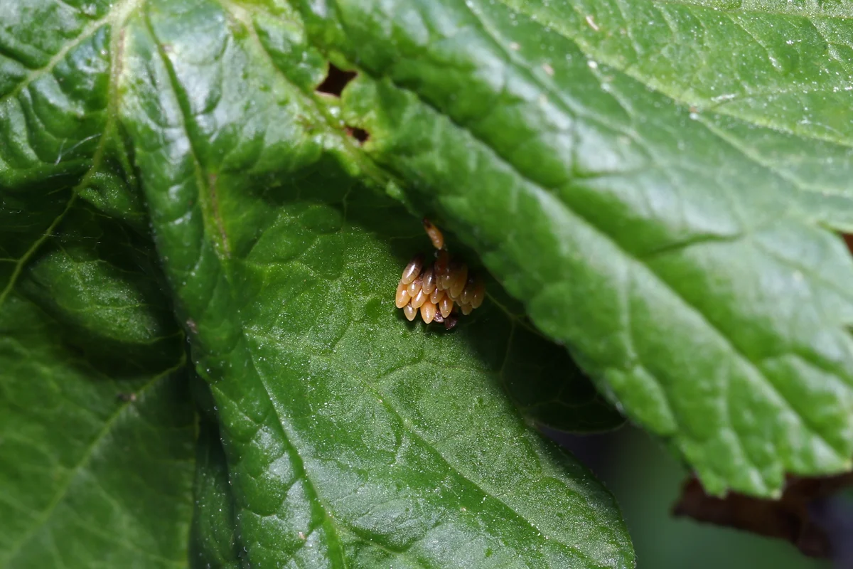 Marienkäfer Eier - Wildtiere in Europa