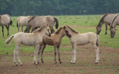 🐎 Wildpferde am Hambach-Tagebau