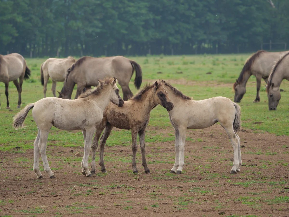 Wildpferde - Wildtiere in Deutschland